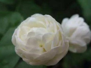 茉莉花怎么浇水（给茉莉花浇水的正确方法及注意事项） ！