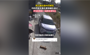 狗在路中间睡觉司机鸣笛无效后辗压 网友吵翻：到底要负责吗？