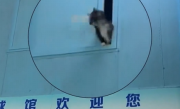 球馆流浪猫成专业技术陪练 网友：打羽毛球没要钱 和猫打了俩钟头 !
