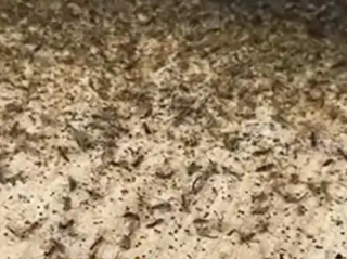 广州一条村被大量巨型蚊包围 ！相关部门：天气原因导致，已制定驱蚊措施 ！