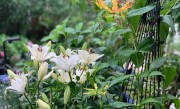 百合的种植方法和最佳时间（如何种植百合，最佳的种植时间和方法） ！