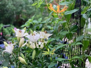 百合的种植方法和最佳时间（如何种植百合，最佳的种植时间和方法） ！