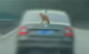 汽车高速上100km/h飞驰：后备箱上竟趴了只猫！交警：属实 ！