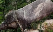 福建一景区出现千年石猪：网友戏称太像二师兄了 ！