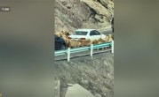 车主发现堵车源头竟是羊群 网友：今天不堵车倒是堵羊了 ！