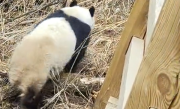 九寨沟震后首次实拍到野生大熊猫：俯下身子钻过栈道护栏 ！