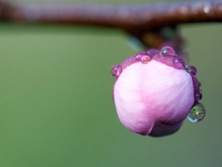 花蕾与花蕊有何区别（解析花蕾和花蕊的概念和区别） ！
