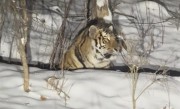 女子雪夜遇东北虎：感受“死亡凝视” ！