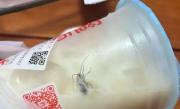 蜜雪冰城未开封奶茶惊现蟑螂上热搜 蜜雪冰城：已赔付1000元 !