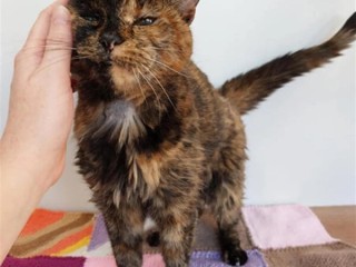 世界上最长寿的在世猫咪30岁了：相当于人类140-150岁 ！