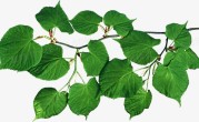 叶子发黄缺什么肥料（解释植物叶子发黄的肥料缺乏原因） ！