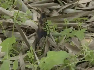 男子偷挖竹笋：一脚踩空竹笋直插鼻腔 起诉景区索赔3.6万 !