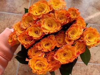 金色海岸玫瑰的花语（金色海岸玫瑰花的象征意义） ！