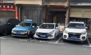女子车停路边被狗啃到面目全非：担心保险公司不会赔偿 !