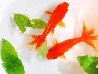 养金鱼的技巧和方法（养护金鱼的实用技巧和方法） ！