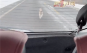 一路狂追！女子雪地里遇狗追车：被救后生下3只狗 ！