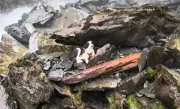 女子坠崖被送医 爱犬独守原地7天！网友众筹用直升机救援!