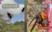 央视曝光6666元包教包会养杀人蜂 业内公认攻击性最强 连眼镜蛇都吃 ！