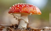 今年第一批吃菌子中毒的人出现了：小伙出现幻觉 隔空抓物 ！