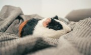 今期兔狗龙出特，便睹行春万木荣打猜一最佳精准生肖，经典释义落实理解解释