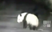 男子遇夜跑大熊猫一开始以为是猪：最后顺着路边离开了 ！