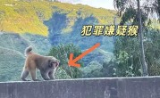 男子路边停车休息遭野猴入车袭击：被动物抓伤需做好“三防” !