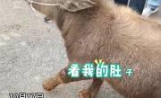 云南丽江现2岁“袖珍牛” 目击者：买家高价购入只为当宠物 ！