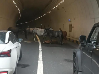 小马倒地5匹大马隧道内“拦路求助” 交警称已到现场处理 !