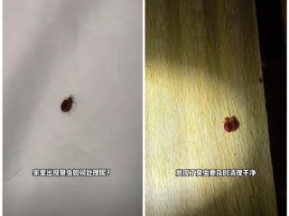 几乎绝迹的床虱又出现了：多名网友被咬 !
