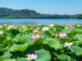 杭州西湖将连续一周撒7吨漂白粉：净化荷花生长区水质 ！