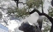 小孩随手扔鞭炮 1200岁古樟树被烧 官方：立即抢救 将追责 ！