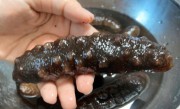海参的泡发步骤和注意事项（详细解释海参的泡发过程和注意事项） ！