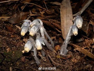 贵州发现罕见幽灵之花：不含叶绿素 无法光合作用 !