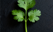 研究新发现：突然爱上香菜可能因为你老了 ！