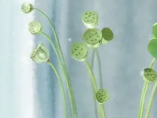 头头是道猜打哪个最佳最佳什么生肖,精准释义词语解释！