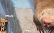 夫妻抓住偷柑橘的竹鼠烤来吃确诊肺炎 医生：这种菌太危险 !