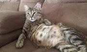 怎么判断猫咪怀孕（猫咪怀孕的表现以及需要注意的事项） ！