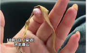 收花生找到姥姥丢了12年的金镯子 ！网友：今年这花生老值钱了！
