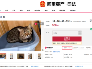 主人因欠钱3岁狸花猫被法拍 已超5千人报名竞拍 !