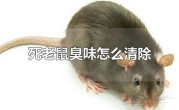 死老鼠臭味何时会消失（死老鼠产生的臭味消散时间） ！
