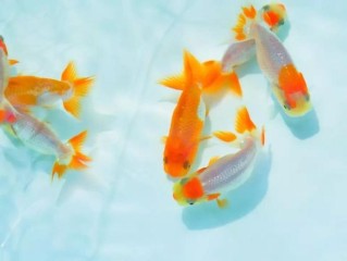 养小金鱼的技巧和方法（养护小金鱼的实用技巧和方法） ！