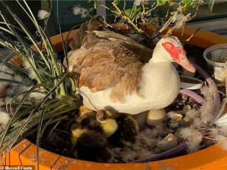 美国一自动驾驶车当街压死社区“明星鸭” 市民集体抗议：禁止无人车测试 ！