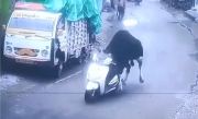印度一头牛被监控拍到偷骑摩托车：撞墙后淡定离开 ！