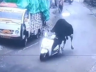 印度一头牛被监控拍到偷骑摩托车：撞墙后淡定离开 ！