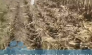 一家人掰2小时玉米后发现不是自家地 ！直言：都是街坊邻居，装好后才去自家地 ！