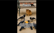 造谣中国人吃乌鸦的日本媒体被处理：公开道歉制造虚假信息 让观众对他国文化产生误解 !