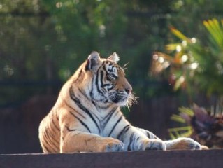 今期鼠牛羊出特，万紫千红报佳音是指代表打猜什么生肖，准确释义最佳成语解释