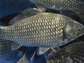 初夏钓鲫鱼宜钓深水（初夏季节钓鲫鱼时选择钓深水） ！
