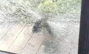 砰砰砰！一伙黑帽悬猴拿石头砸破三面玻璃墙！动物园：将买更多玩具转移注意力 !