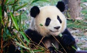 大熊猫生活习性（介绍国宝大熊猫的生活习性和习惯） ！